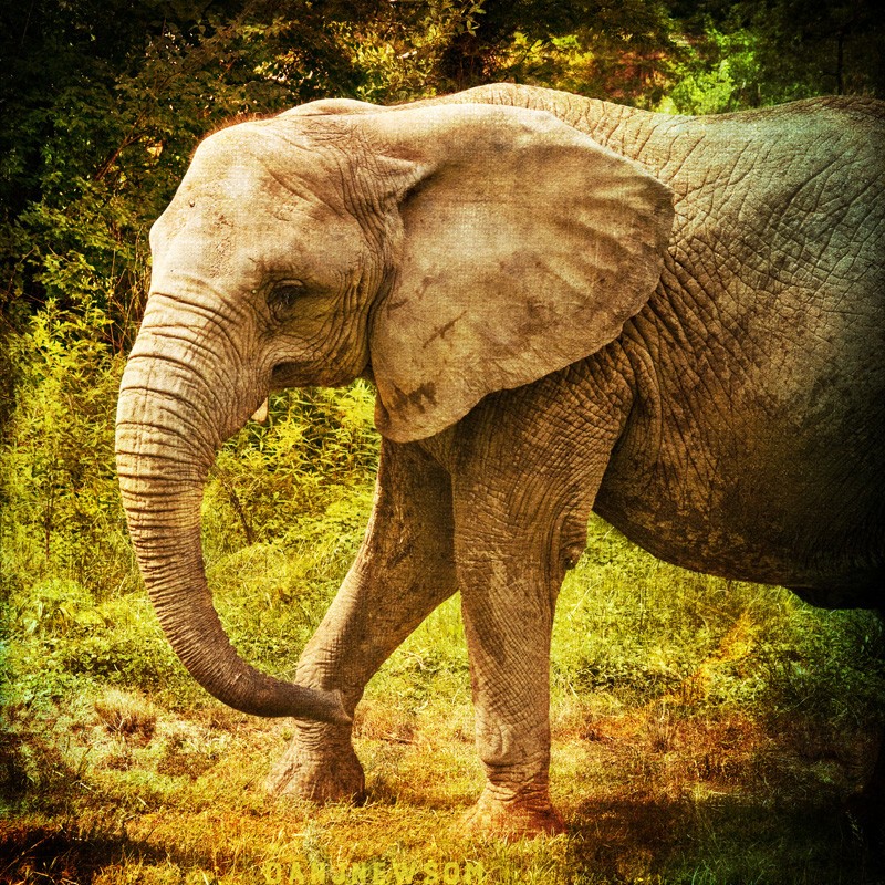 Animals_Elephat-4703
