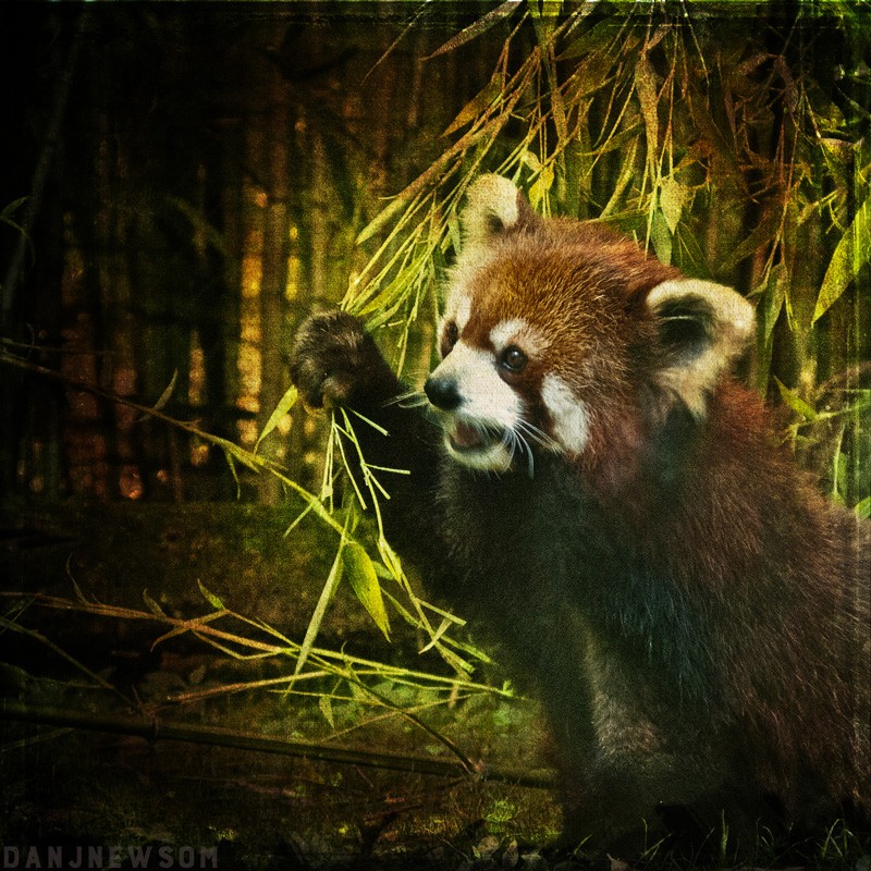 Animals_Red_Panda-2541