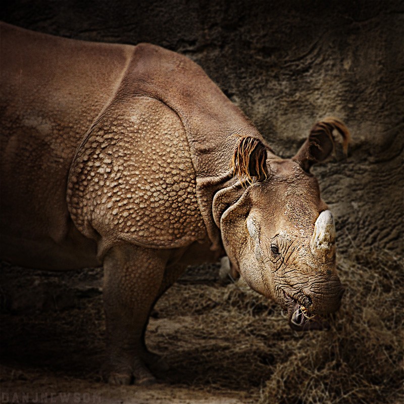 Animals_Rhino-4315
