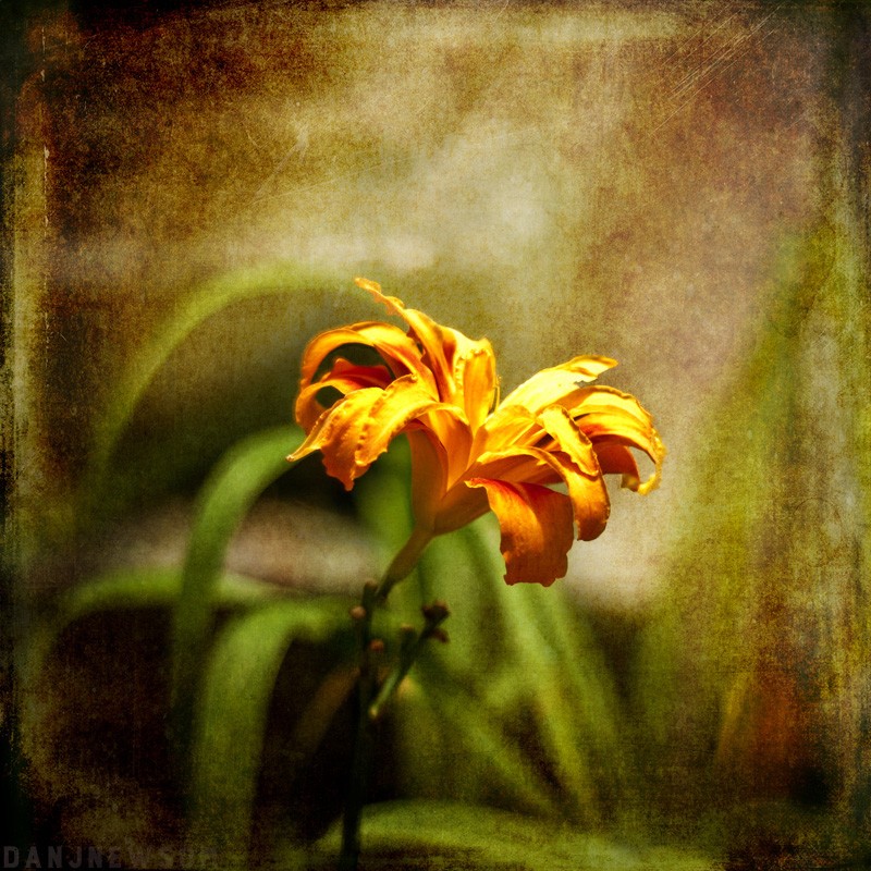 NATURE_flower-orange-1043