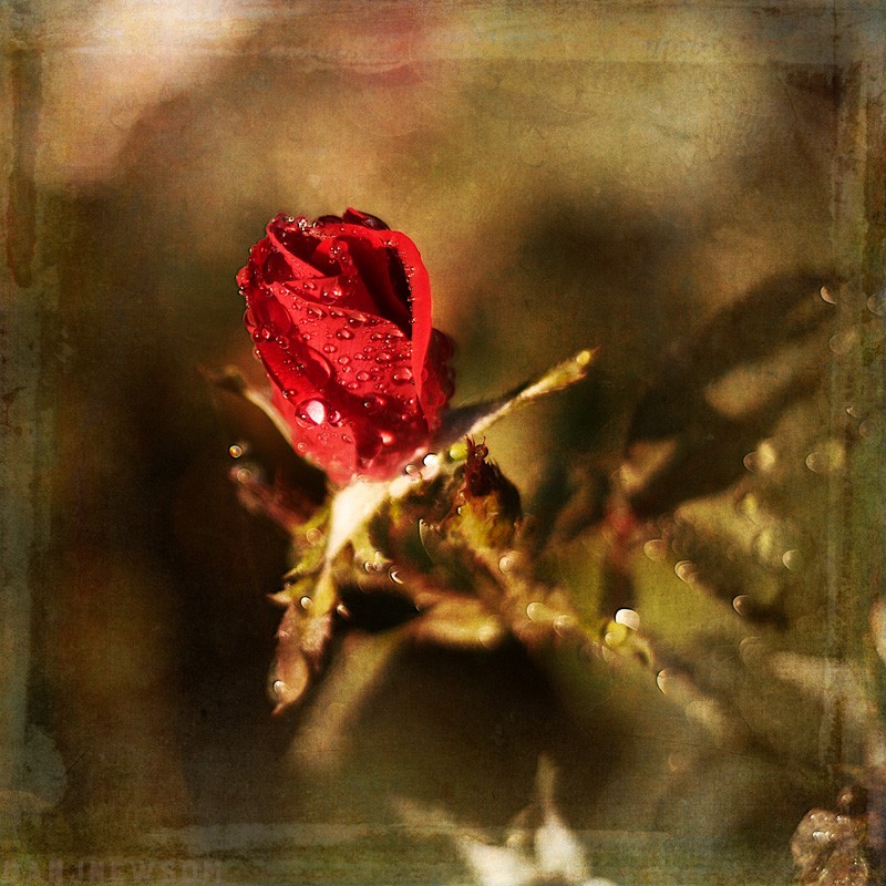 NATURE_flower_rose_dew_1840